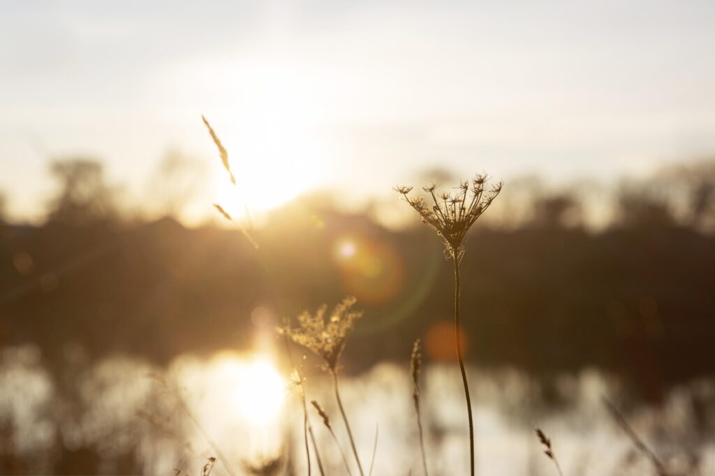 peaceful view morning light